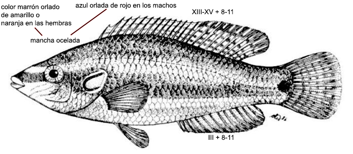 Symphodus ocellatus_00001.jpg